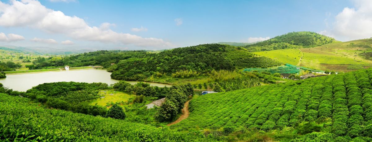 aaa