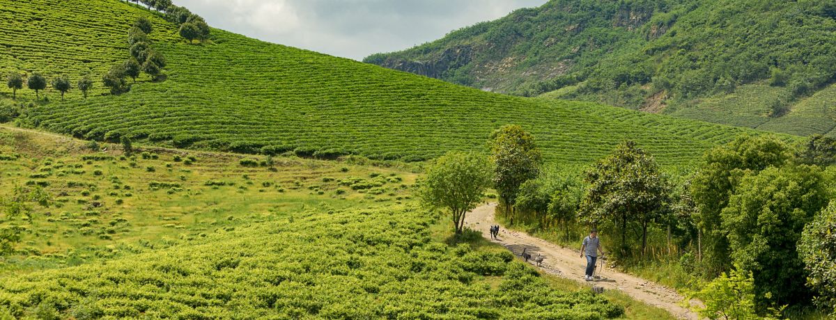 aaa