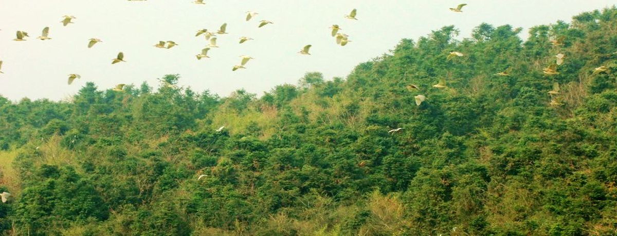 aaa