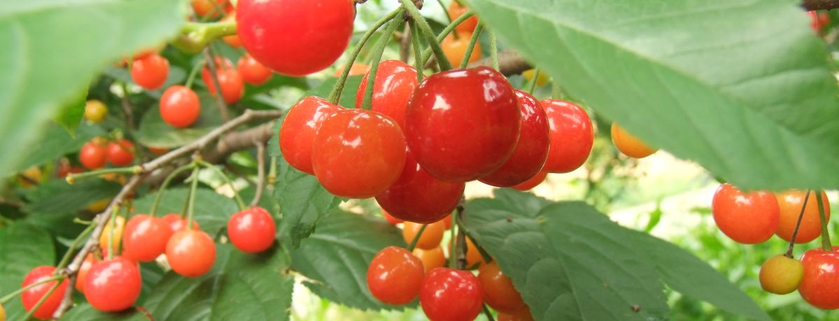 aaa
