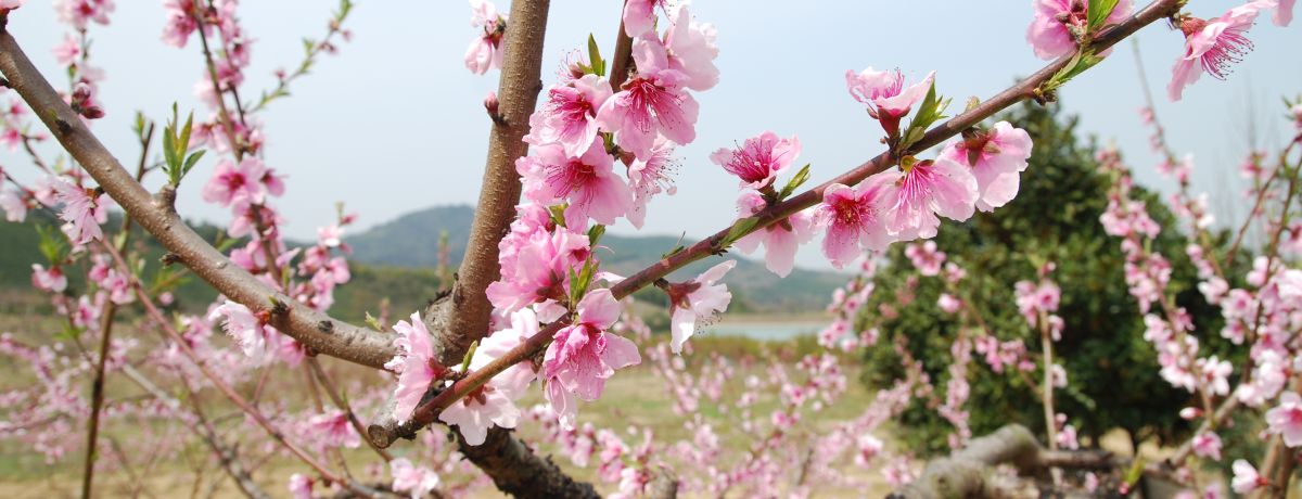aaa
